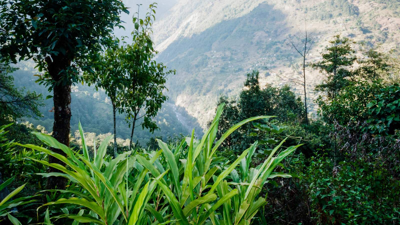 Agriculture Volunteer in Nepal – Agro Farm House & Research Centre (Nuwakot)