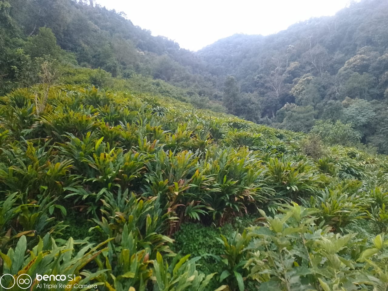Cardamom field in nepal